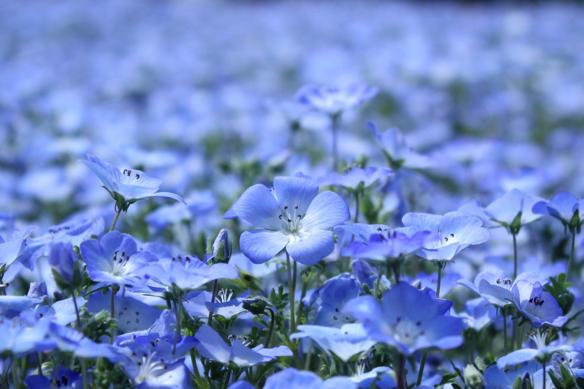 people summer flower plants flax blue petal