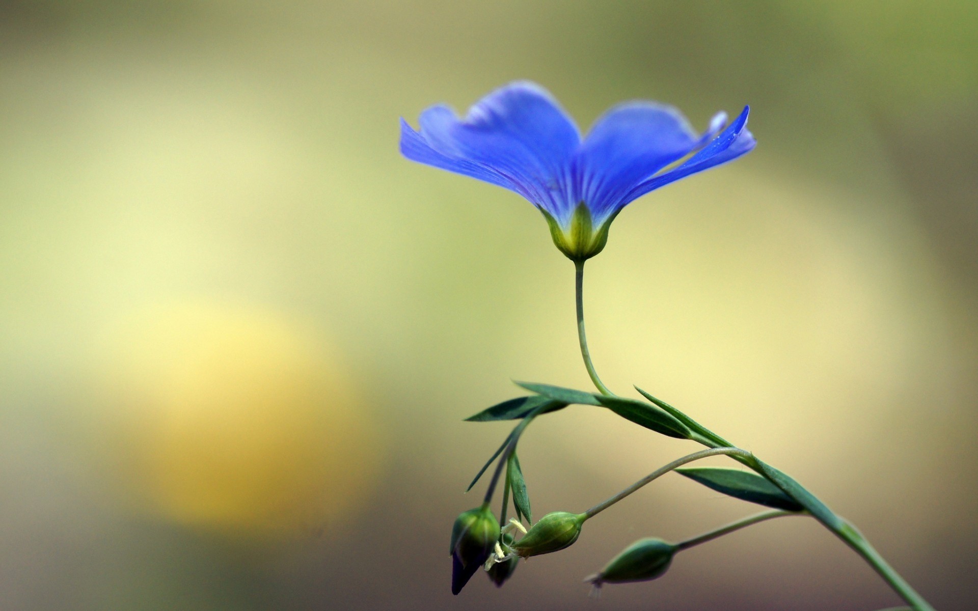 macro flor brotes azul