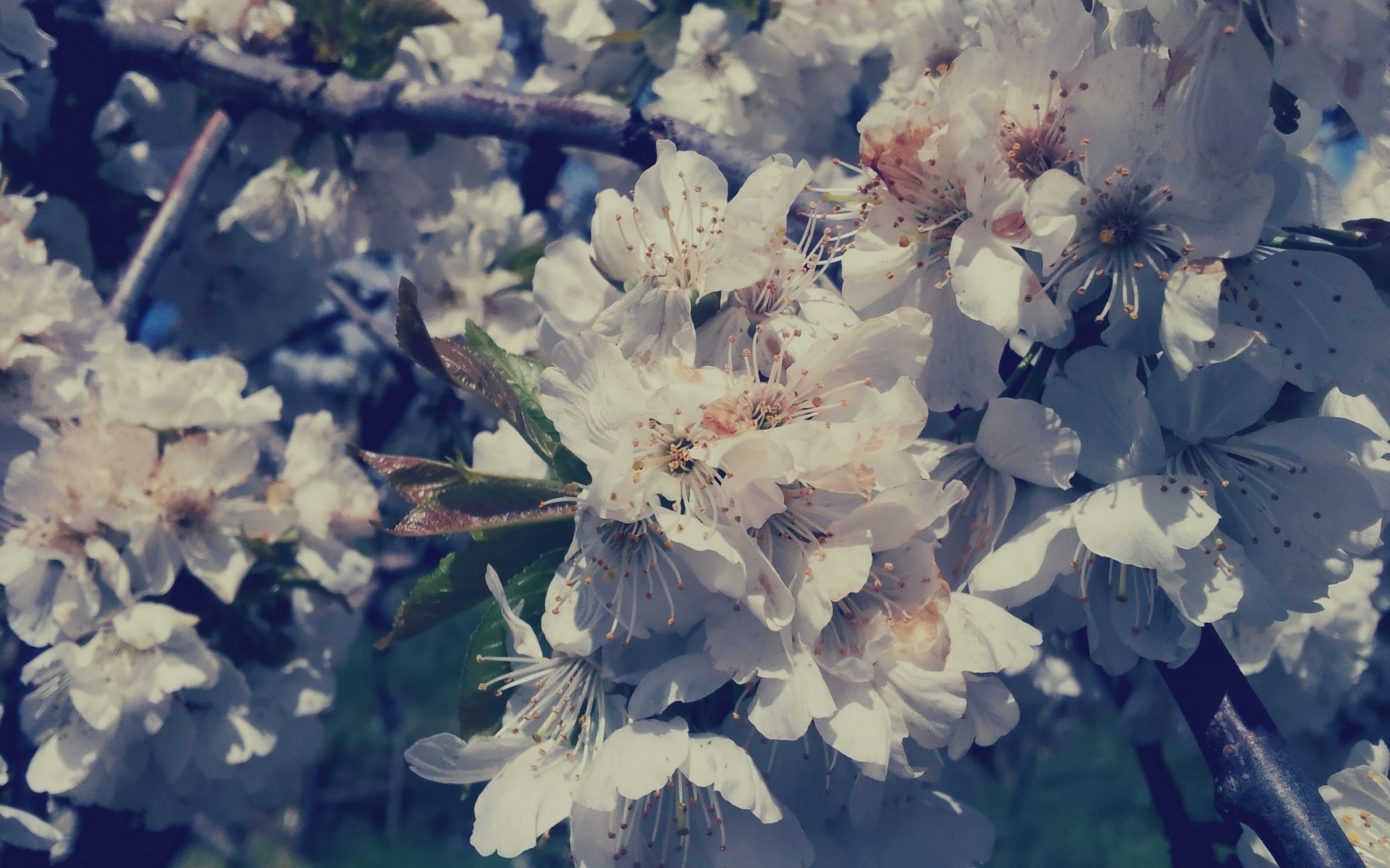 garten blumen weiß