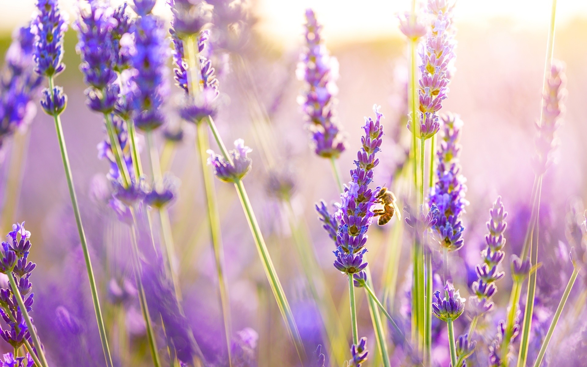 nature light summer bees lilac close up insect