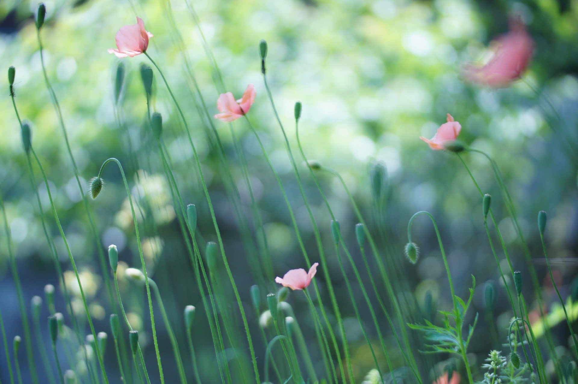 feld rosa mohnblumen knospen samen