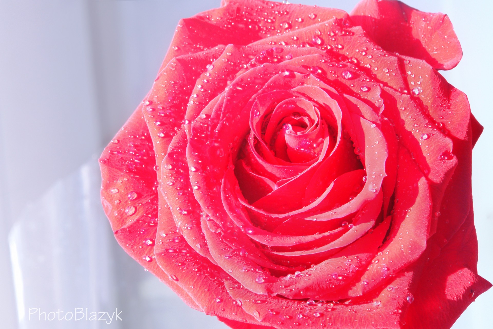 rosa flor cae agua escarlata pétalos