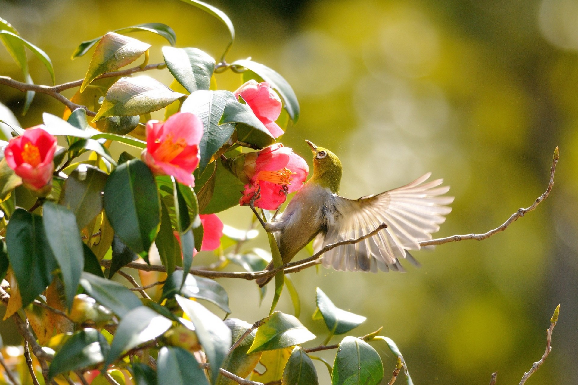 hoja vegetación aves flores ramas alas