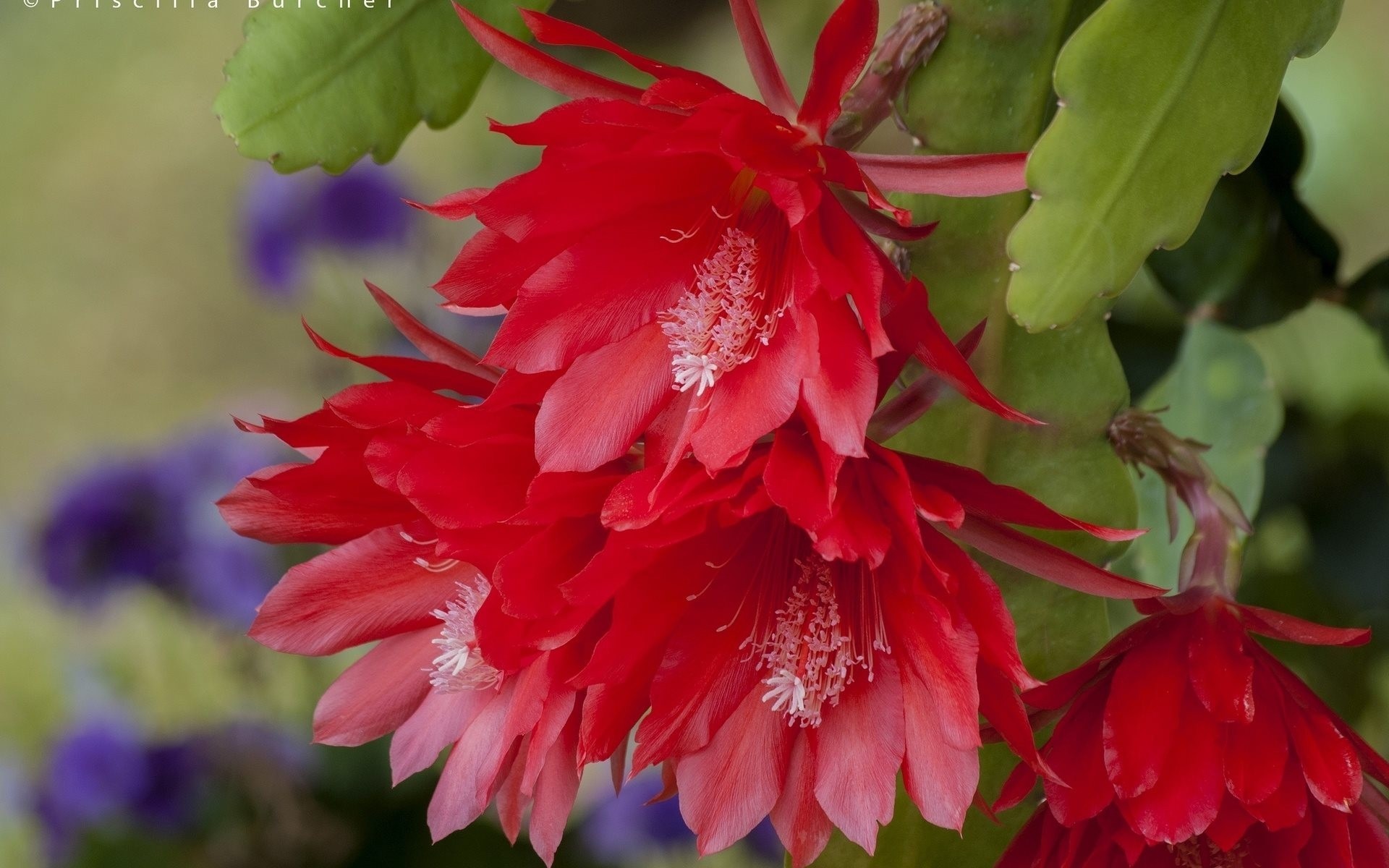 macro cactus bloom close up