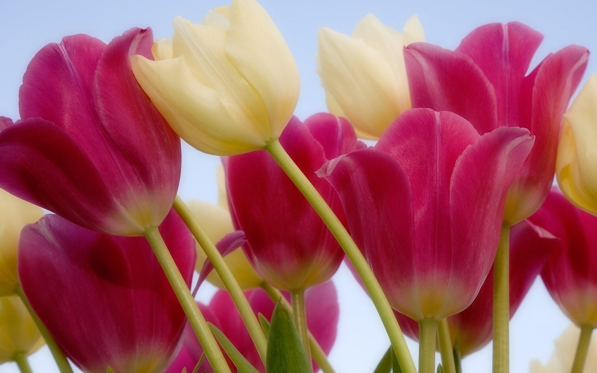 tulips the stem flower pink white