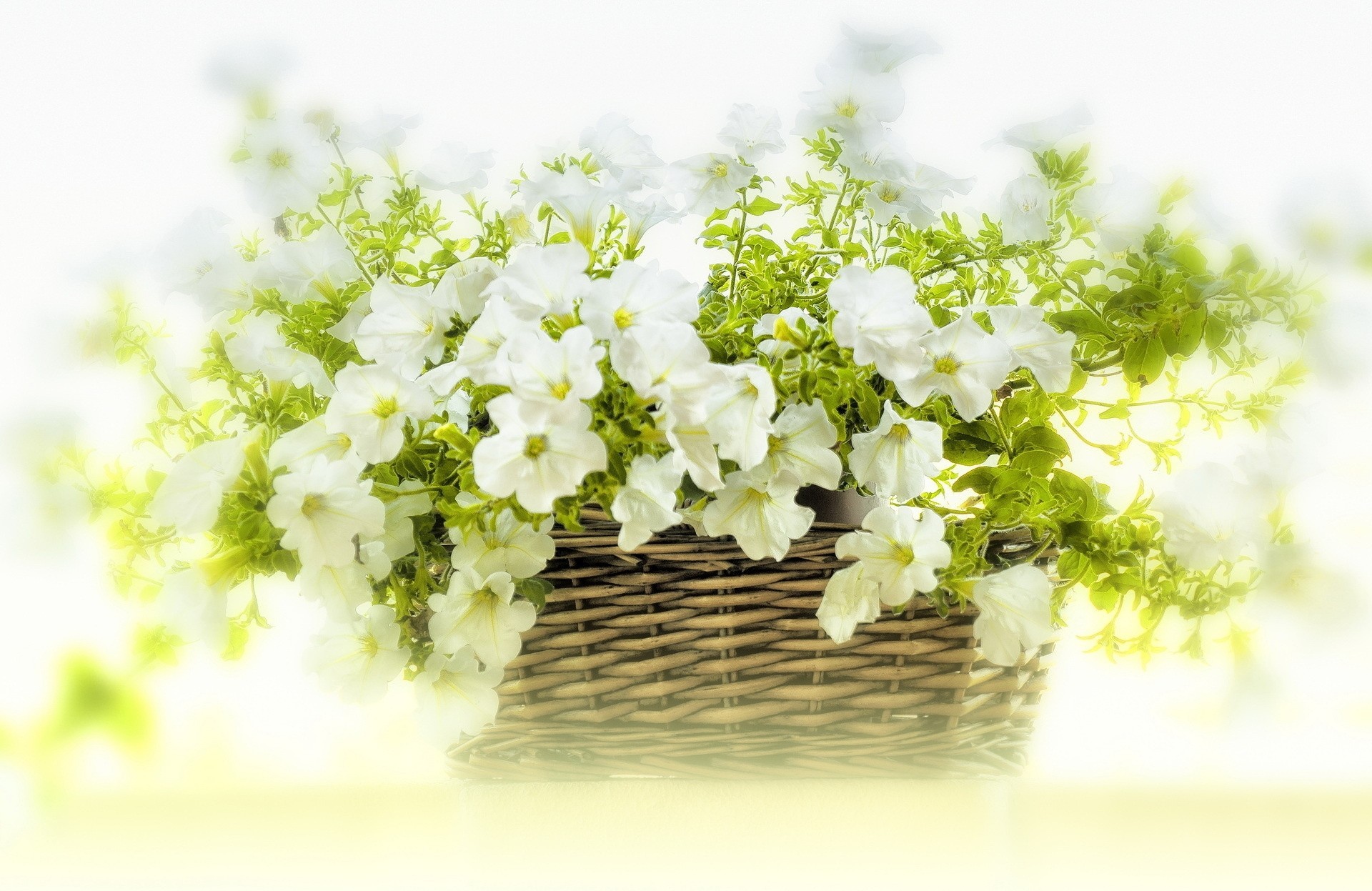 petunia shopping flower white