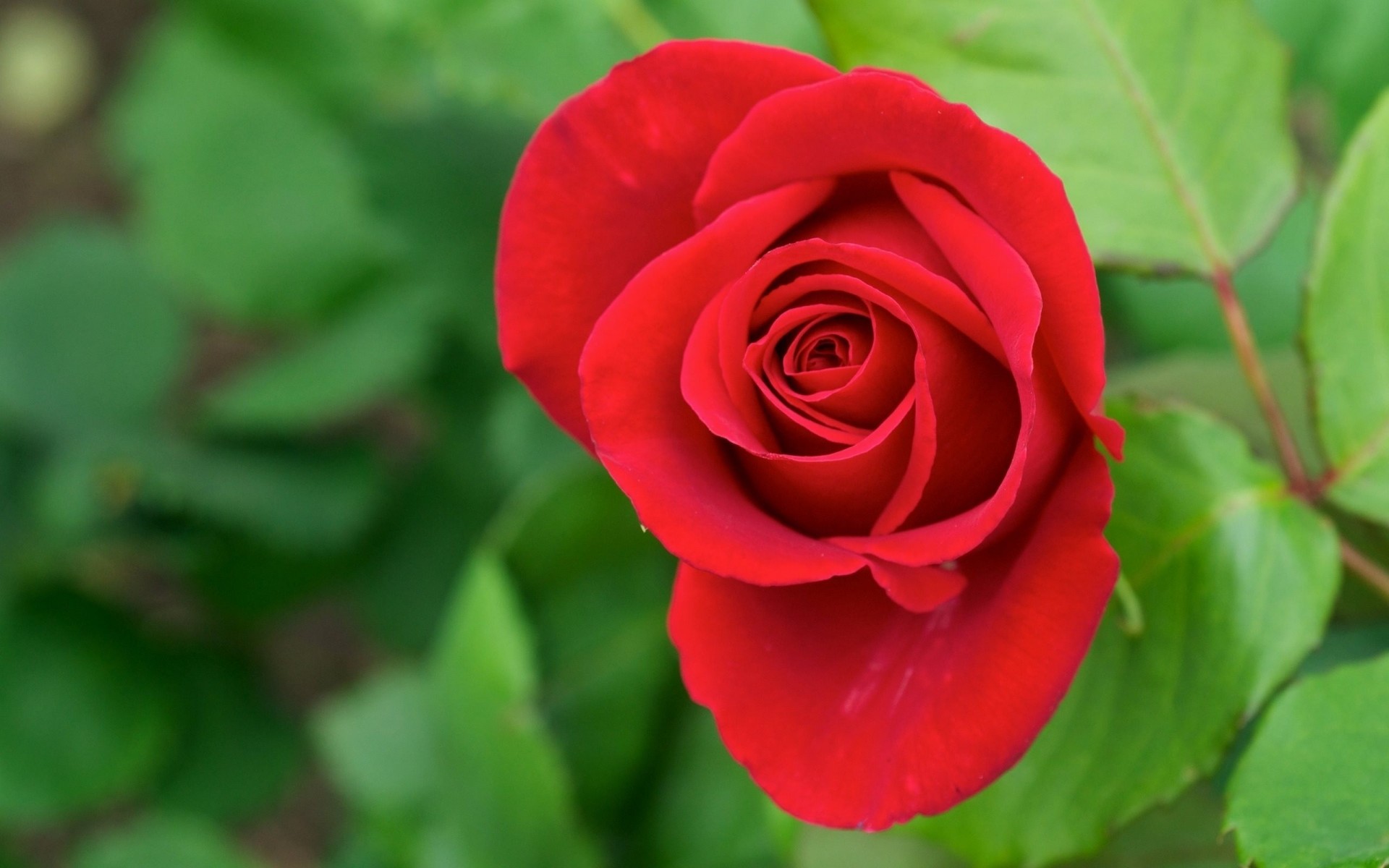 feuille rose verdure bourgeon rouge pétales