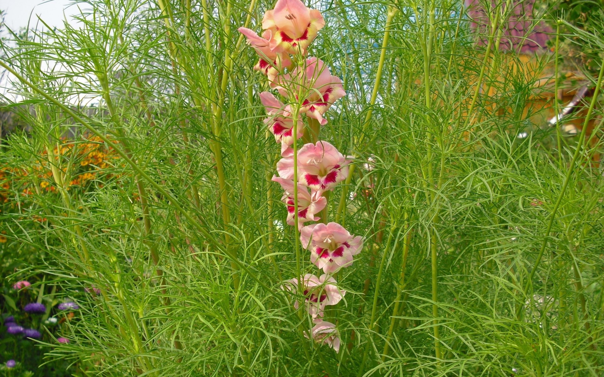 fleur parterre de fleurs