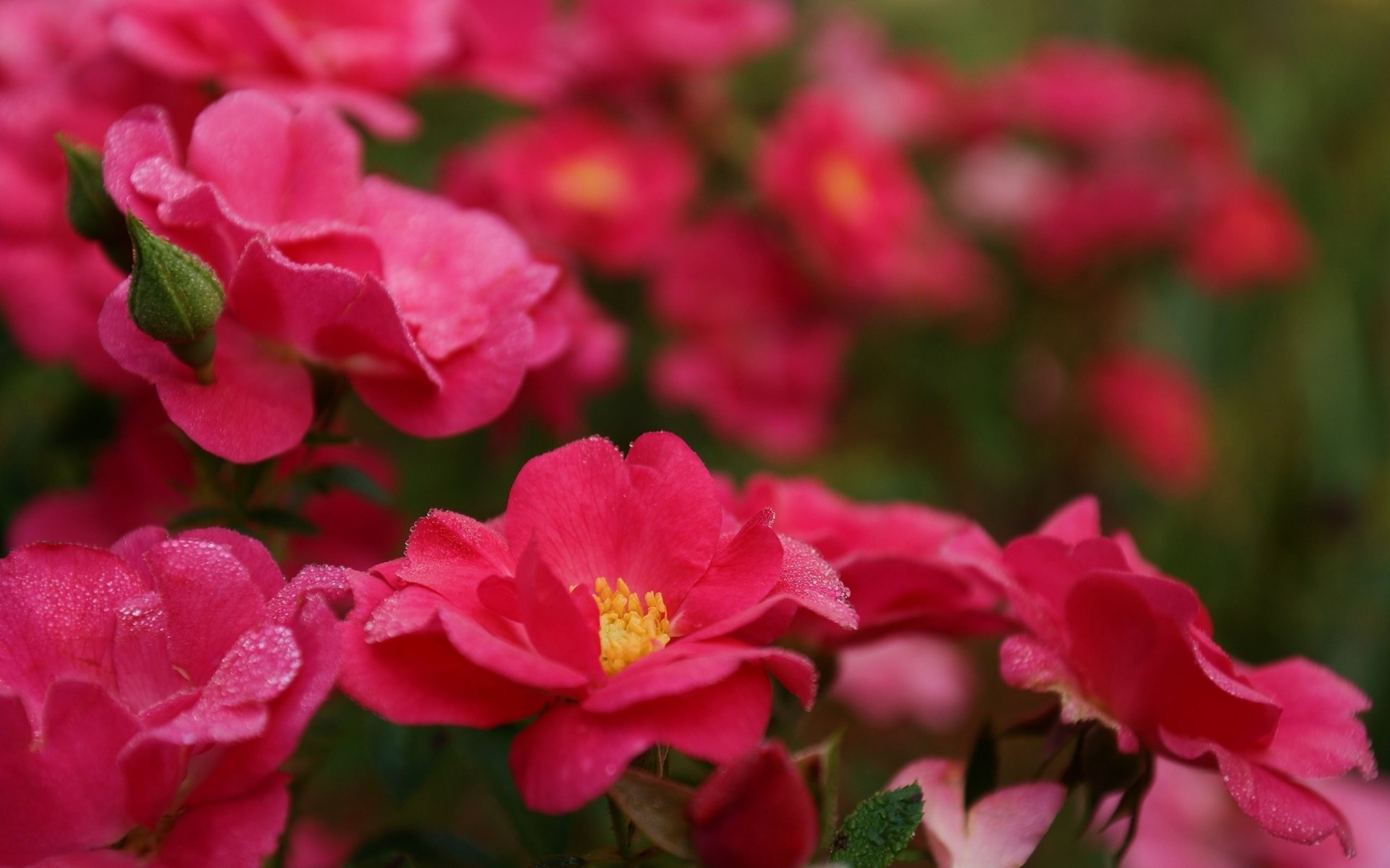 cespuglio cade rose rosa rosa petali luminoso