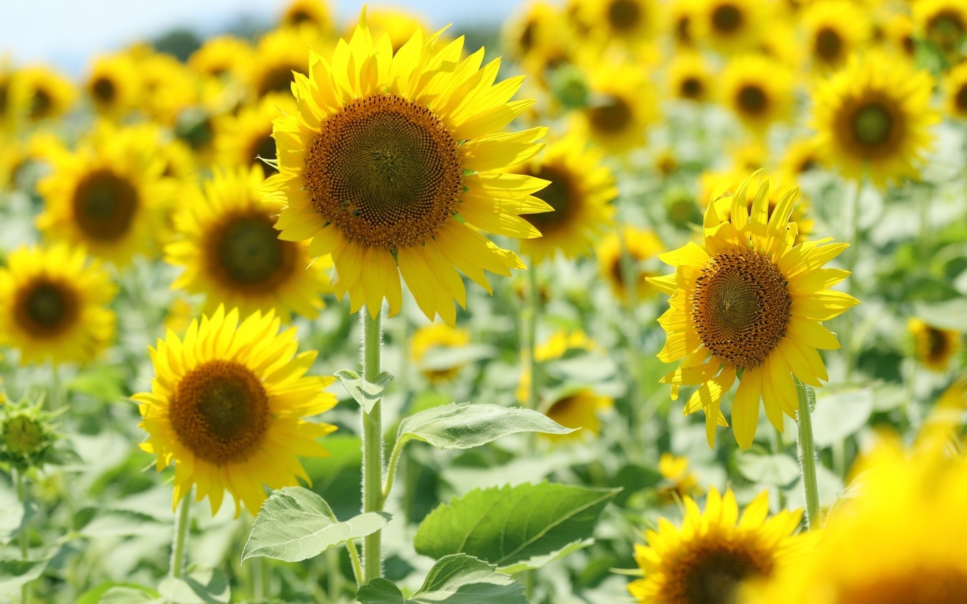 fleurs fond papier peint jaune soleil champ tournesol