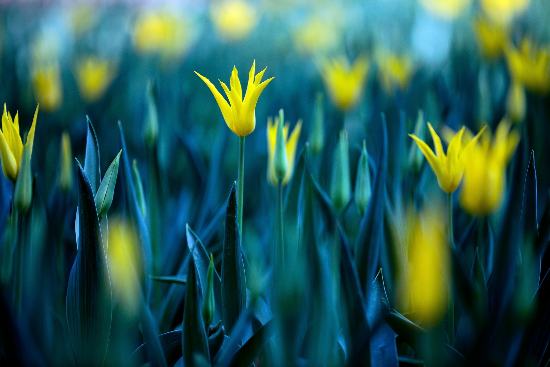 viele gelb blumen tulpen