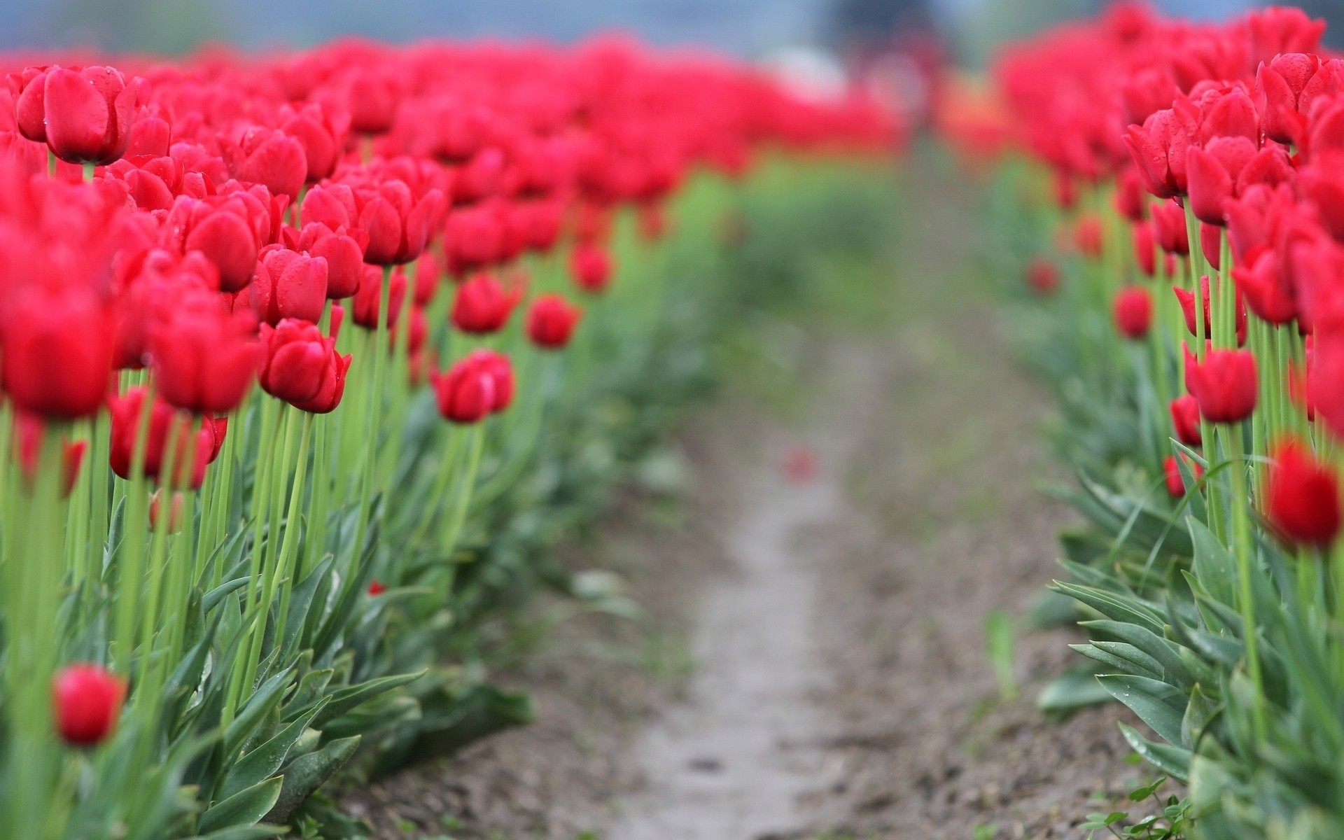 leaf flowers flower widesc path background wallpaper tulips blur red