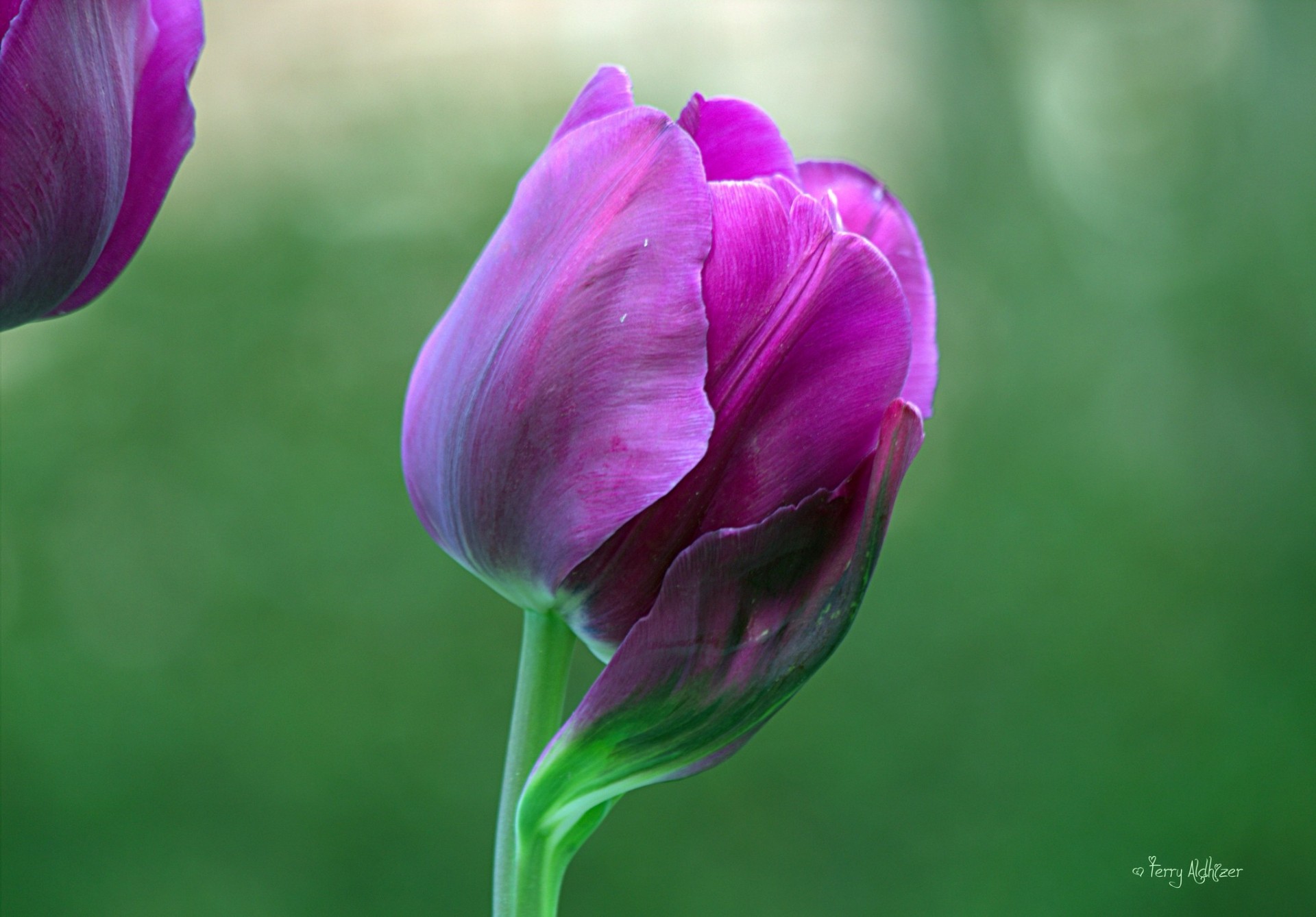 close up flower tulip purple petal