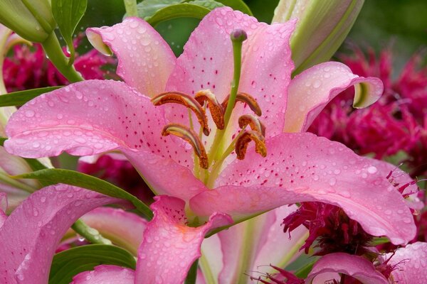 Rosa Lilie mit Wassertropfen