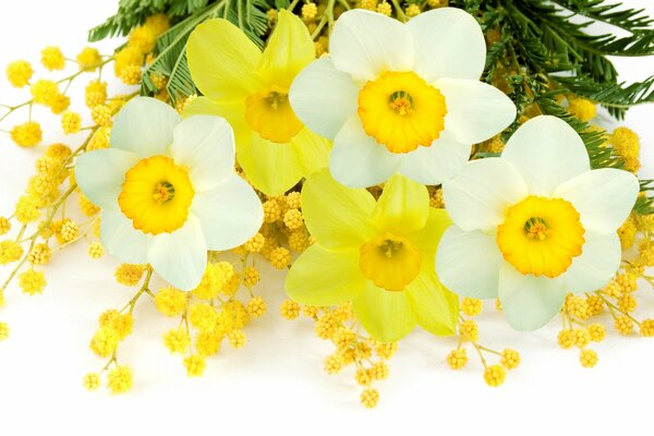 Bouquet de jonquilles avec Mimosa sur fond blanc