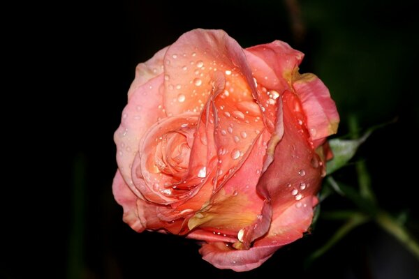 Bourgeon de rose avec des gouttes de rosée