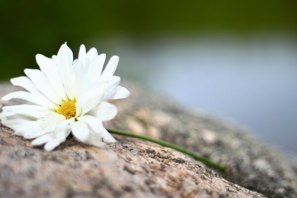 White daisy on a blurry background