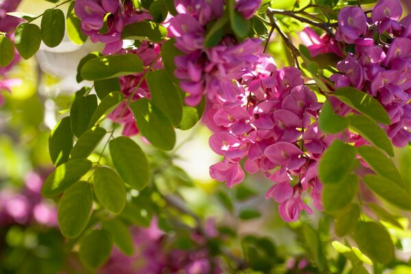 Blooming acacia on a sunny day