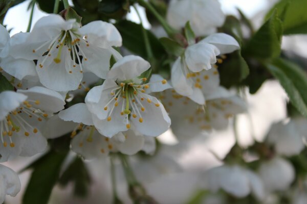 Kirschblüten am Frühlingstag