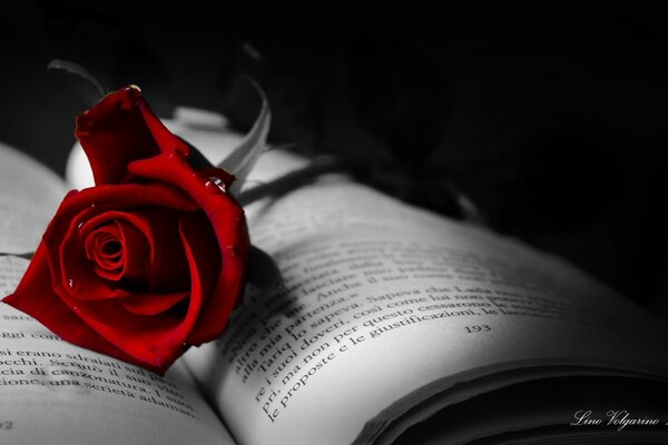 A bright red rose lying on an open book