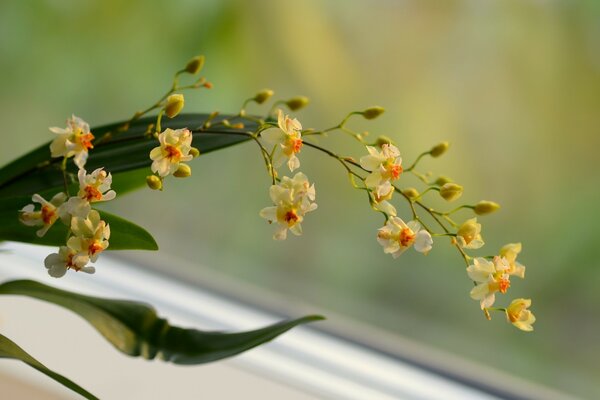 A branch of a blooming orchid on a green background