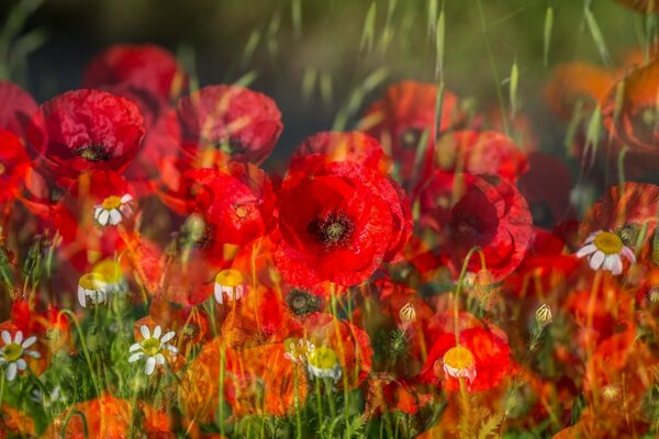 Red poppies grow in the field