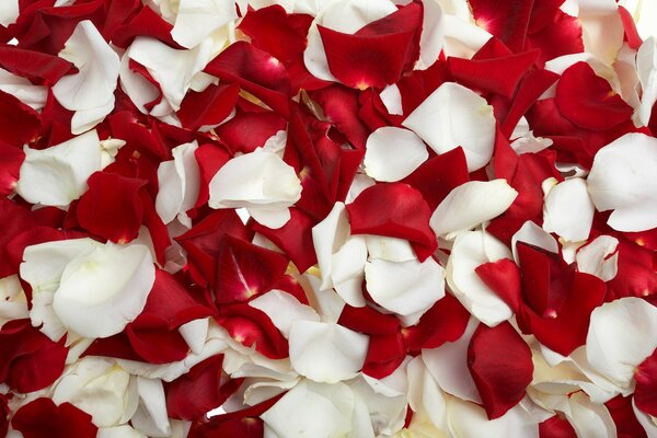 Une émeute de pétales de roses blanches et rouges