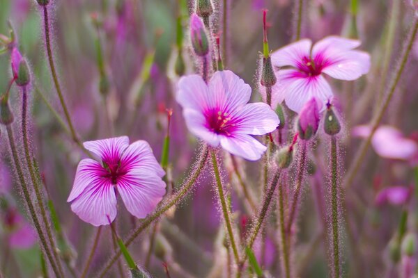 Hintergrund von rosa Knospen und Blumen