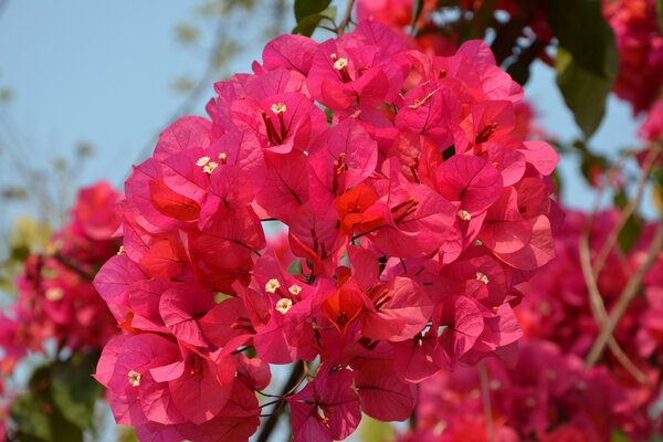 Ein schöner Zweig der Blumen auf dem Hintergrund des Himmels