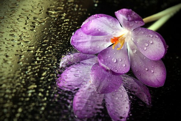 Flor púrpura con gotas de agua