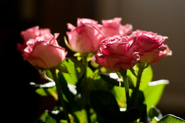 Boccioli di rose delicate su sfondo scuro.⁷