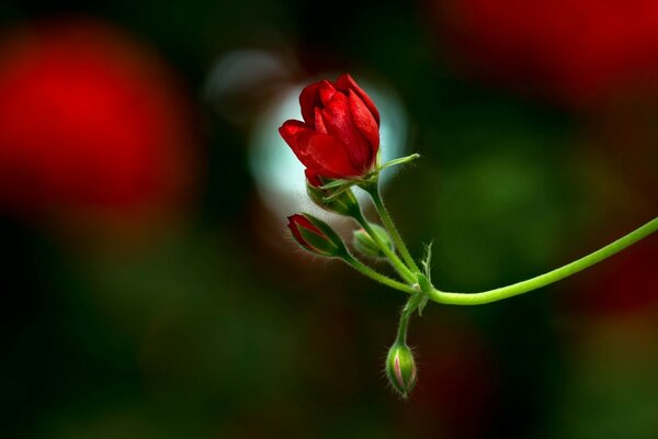 Knospen einer leuchtend roten Blume