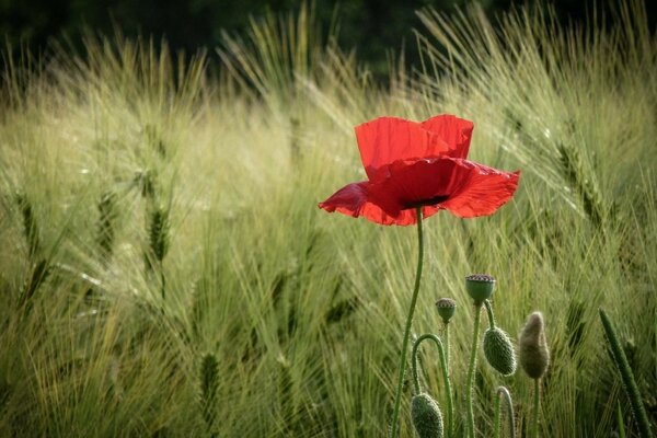 Ears of wheat poppies bloom