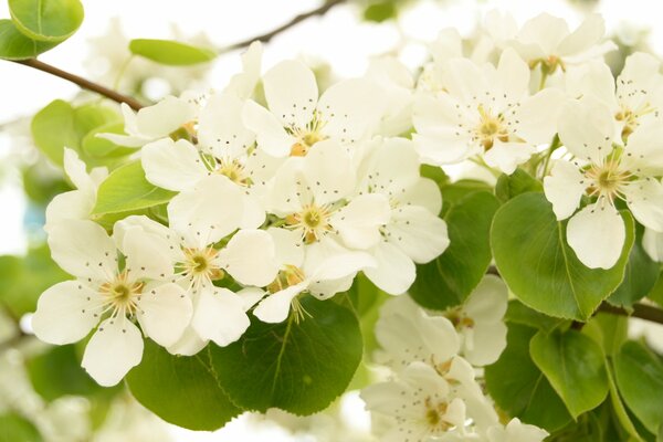 Árbol pera floración en primavera