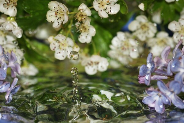 Flores que caen contra el fondo del agua