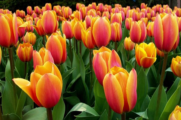 Un intero campo di bellissimi tulipani