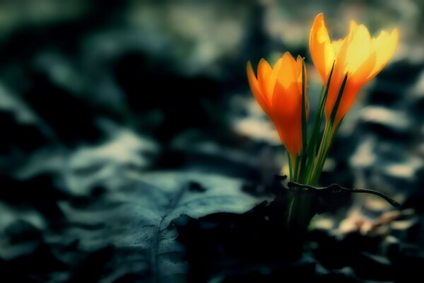 Orange flowers on a dark background