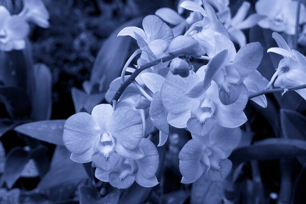 Blooming orchids. Monochrome image