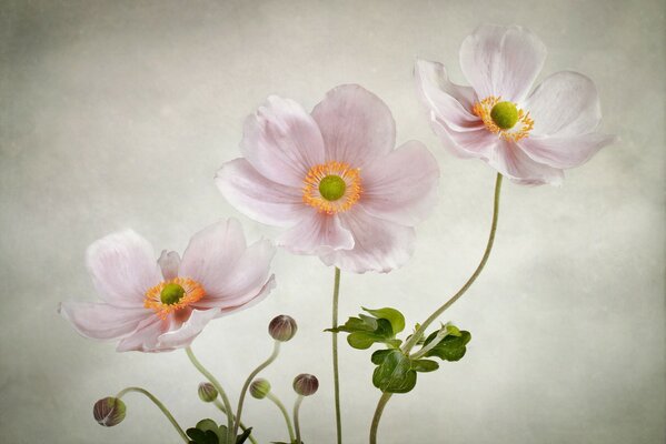 Delicate anemone flowers on a white background