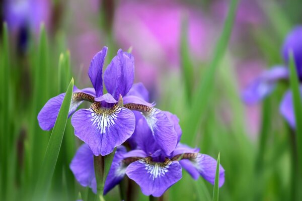 Lilac iris blooms in the fields