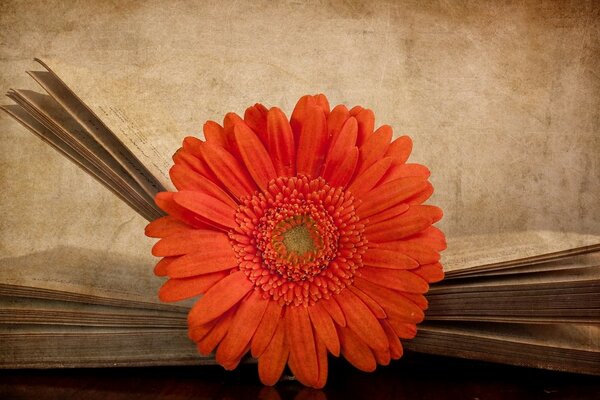 Orange gerbera on an old book