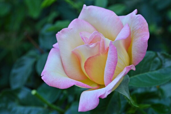 Bocciolo di rosa in fiore con foglie verdi