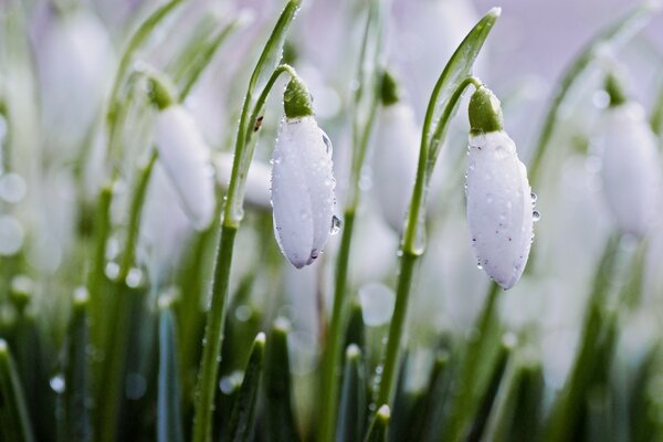 Blütenstand von Schneeglöckchen, mit Regen überflutet