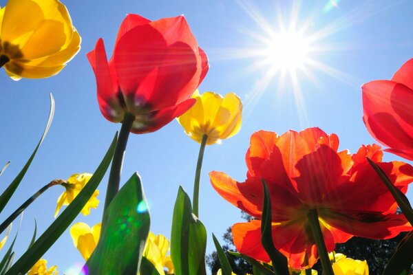 Flores contra el sol brillante y el cielo azul