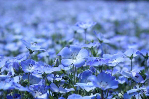 Blue flowers lena in the field