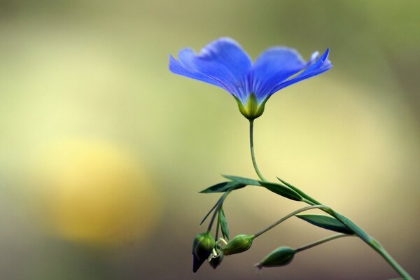 Blau, blühend, Blume mit Knospen