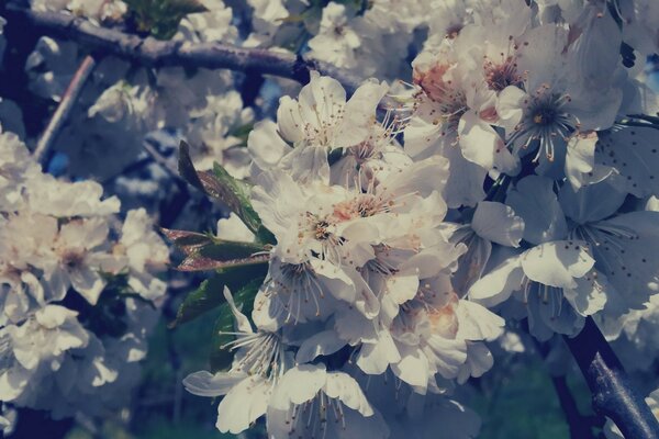 Garten weiß blühen Blumen