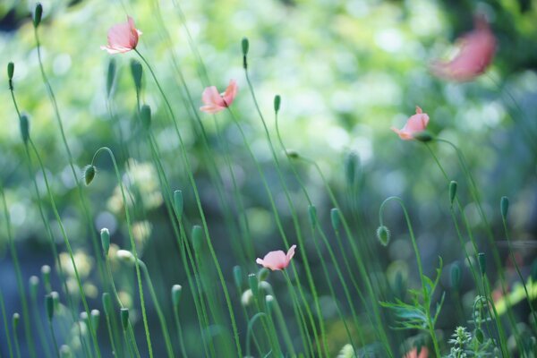 Wildblumen an einem sonnigen Tag