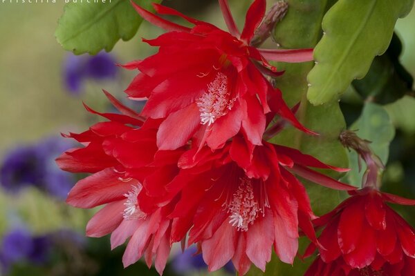 Macro floraison, fleurs colorées