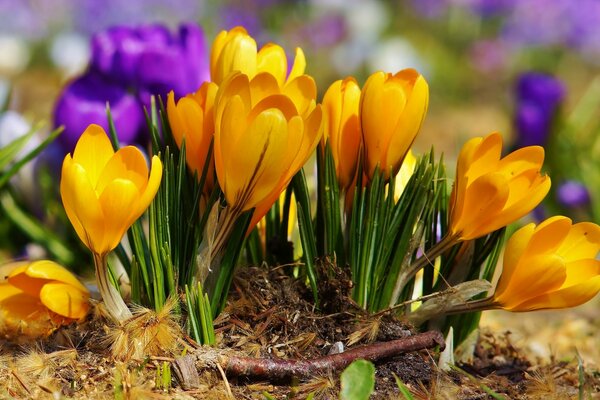 Frühlingsblumen sind lila und gelb